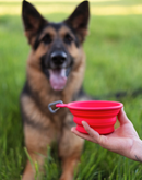 Messy Mutts Collapsible Bowl - Multiple Sizes!