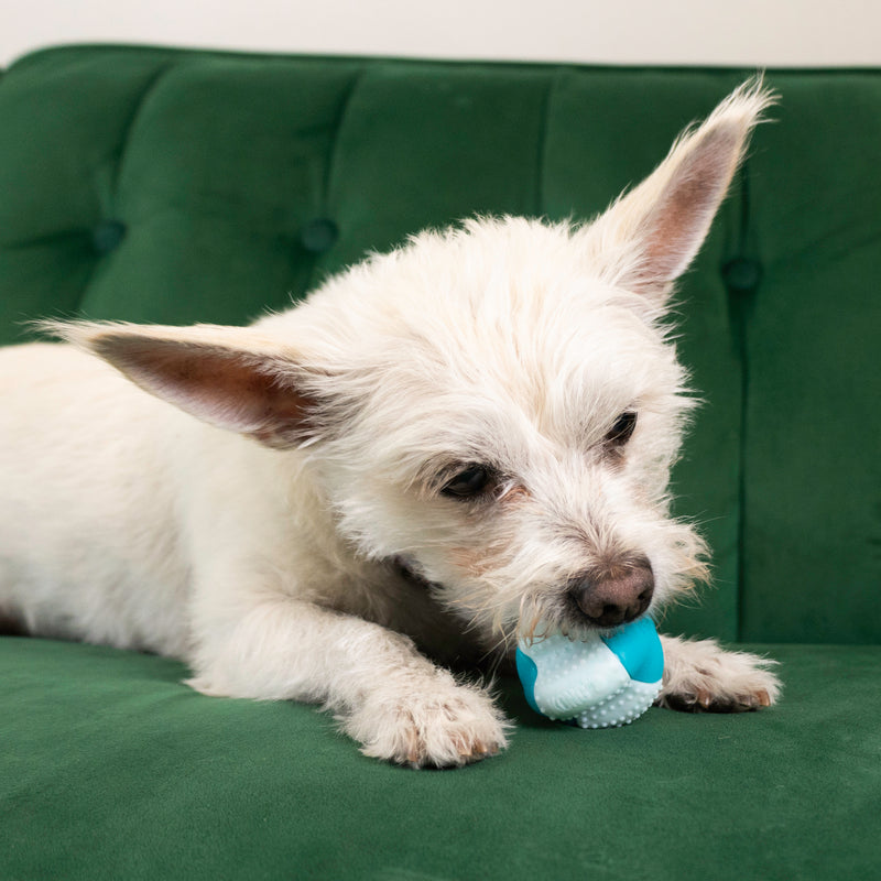 Kong Goomz Dental Ball Dog Toy