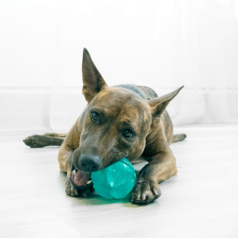 Kong Squeezz Dental Ball Dog Toy