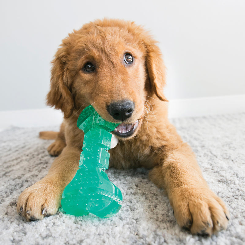 Kong Squeezz Dental Stick Dog Toy