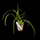 Coconut Orchid | Maxillaria tenufolia f. album