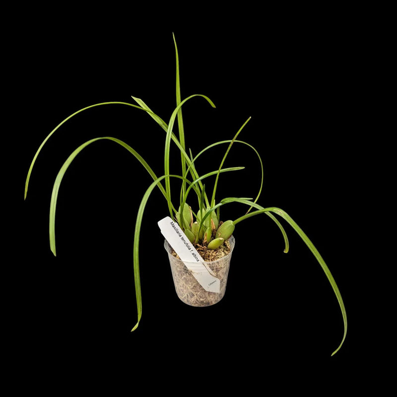 Coconut Orchid | Maxillaria tenufolia f. album