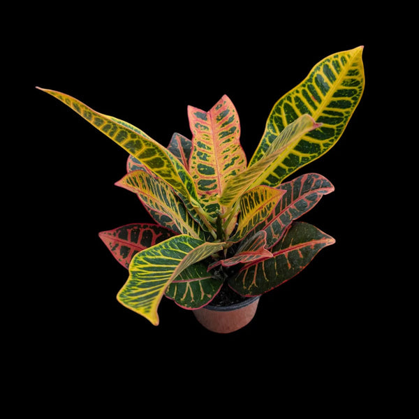 Croton Petra | 4"