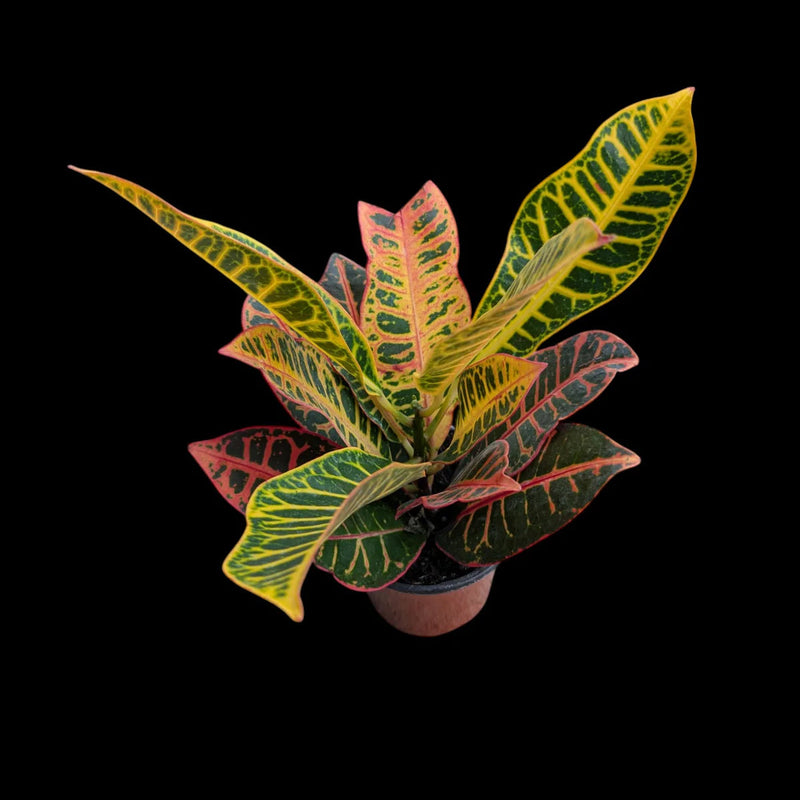 Croton Petra | 4"