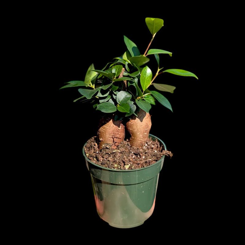 Ficus 'Ginseng' Bonsai