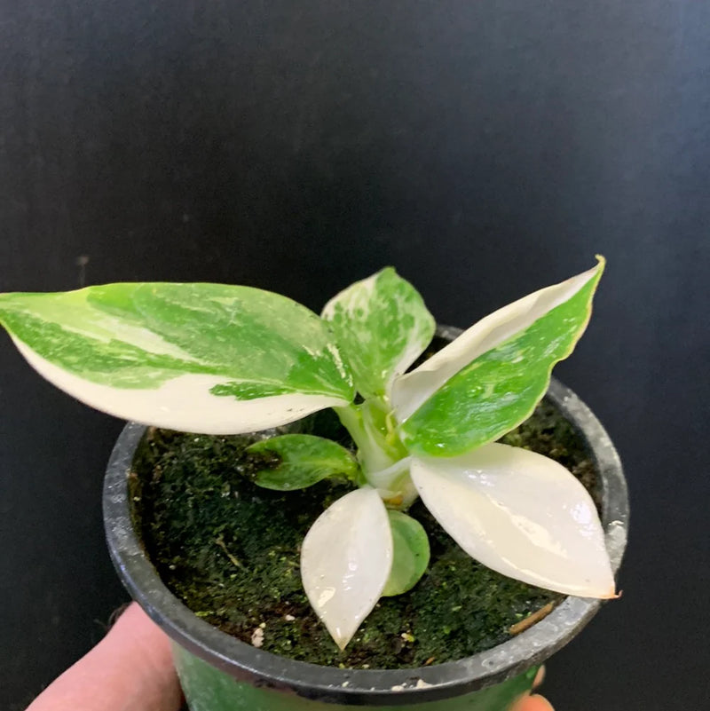 Philodendron erubescens | White Wizard | 4"