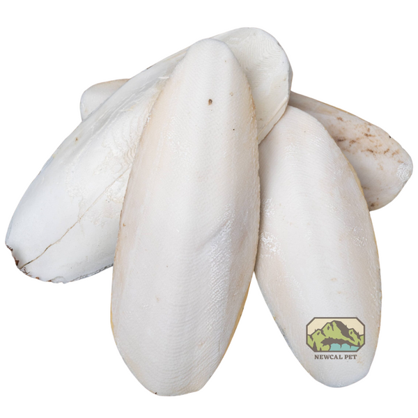 NewCal Pet Jumbo Cuttlebone Single
