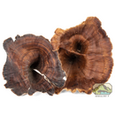 NewCal Pet Golden Mushrooms 4-Pack