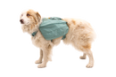Ruffwear Front Range Day Pack