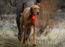 Ruffwear The Beacon Safety Light
