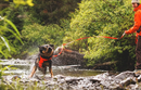 Ruffwear Rogue Long Line