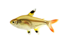 Lemon Tetra