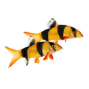 Clown Loach (Tiger Botia)
