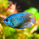 Neon Dwarf Gourami (Male)