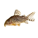 Sterba's Corydoras (Sterbai Cory)