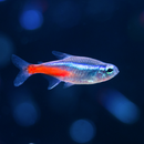 Neon Tetra