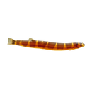 Sumatra Kuhlii Loach