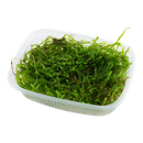 Tropica Taxiphyllum barbieri 'Bogor Moss' Portion