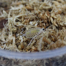 Porcellio 'bolivari' Isopod Culture