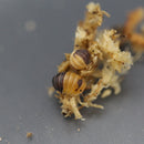Cubaris sp. "Bumblebee" Isopod Culture
