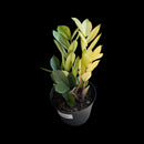 Zamioculcas zamiifolia | Chameleon ZZ Plant