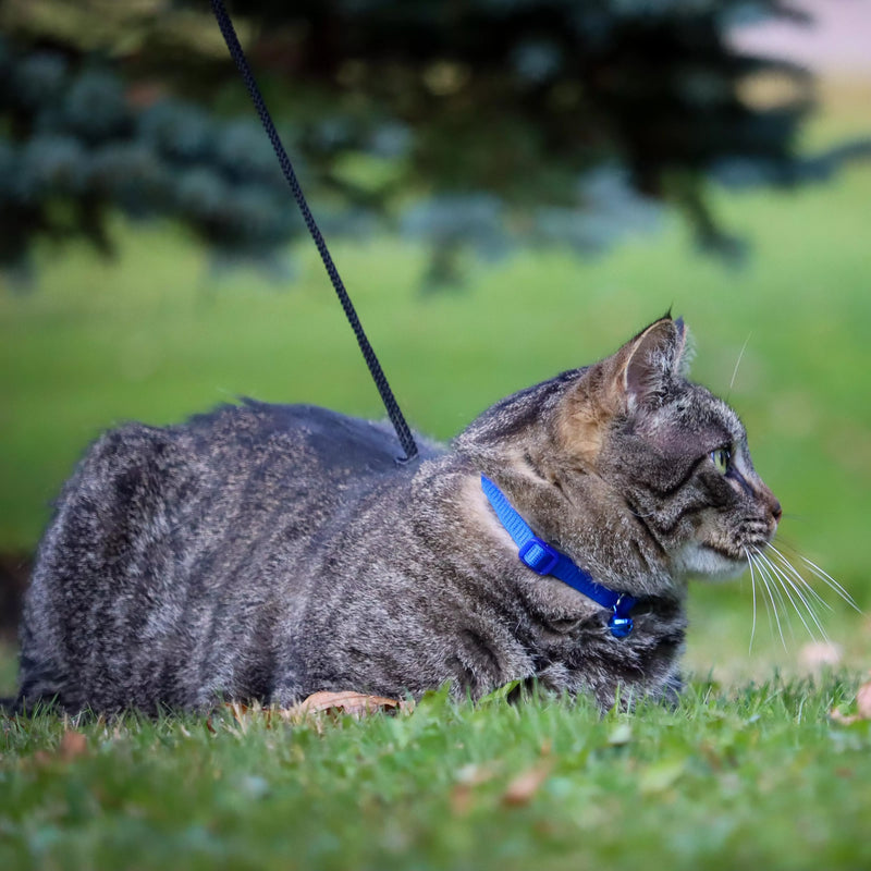 Coastal Pet Safe Cat Adjustable Snag-Proof Breakaway Collar Sunset Orange