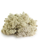Galapagos Reindeer Moss