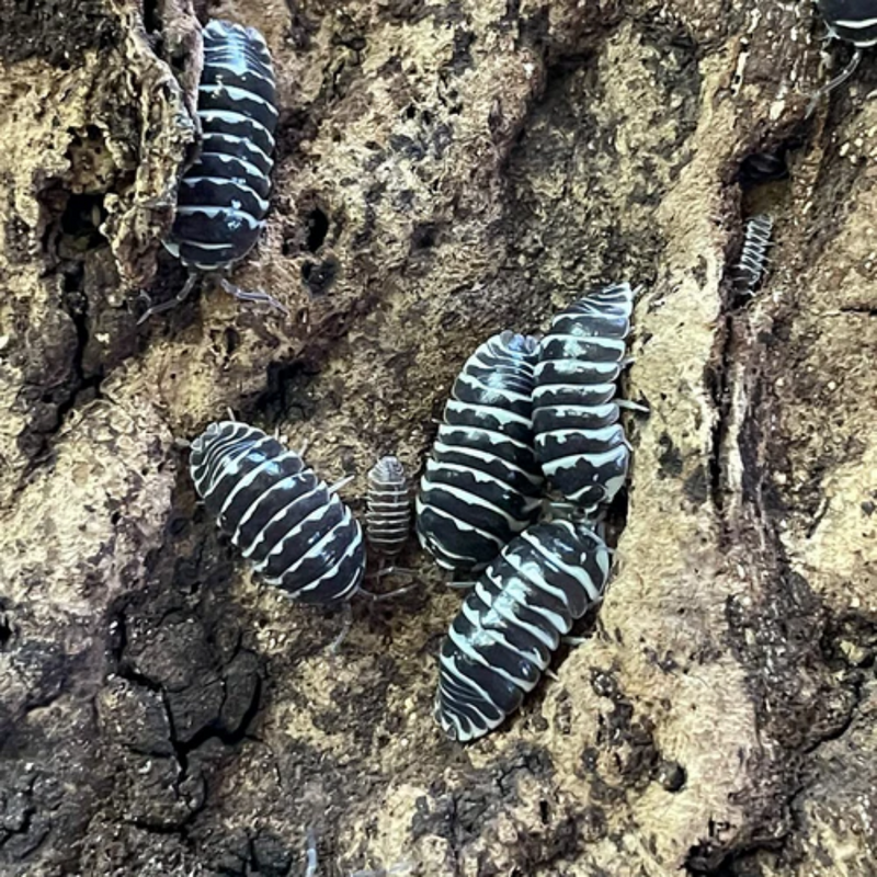 ‘Zebra’ Armadillidium maculatum Isopods