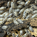 ‘Dairy Cow’ Porcellio laevis Isopods