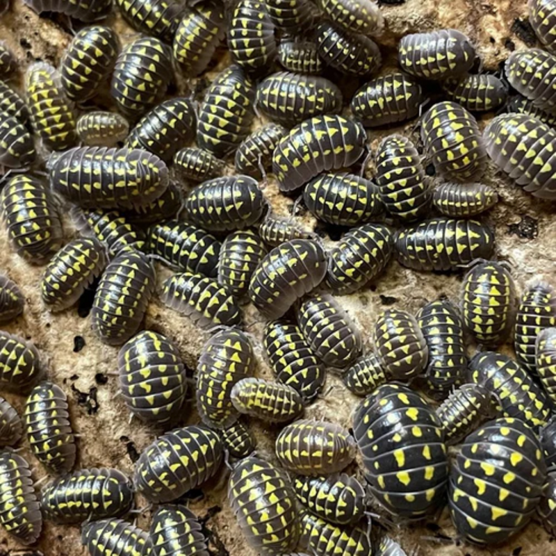 'High Yellow Spotted' Armadillidium gestroi Isopods