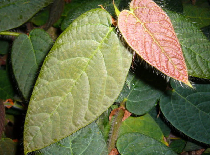 Ficus villosa | Hairy Fig | Tub