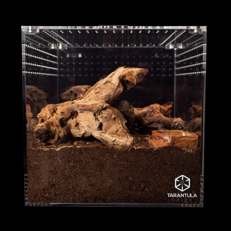 Tarantula Cribs 12" Tarantula Cube