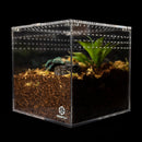Tarantula Cribs 12" Tarantula Cube