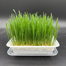 Organic Wheatgrass for Cats