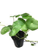 Marsh Pennywort | Hydrocotyle vulgaris | 4"