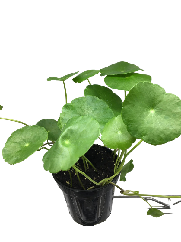 Marsh Pennywort | Hydrocotyle vulgaris | 4"