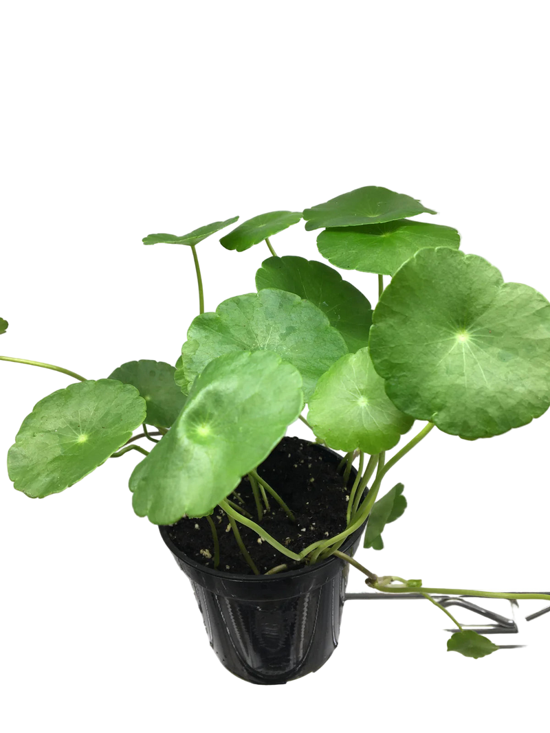 Marsh Pennywort | Hydrocotyle vulgaris | 4"