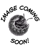 Armadillium vulgare 'Magic Potion' Isopod Culture