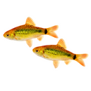 Gold Barb