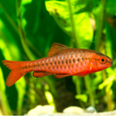 Cherry Barb