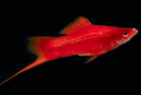 Red-Eye Blood Red Swordtail (Male)
