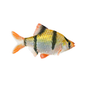 Tiger Barb