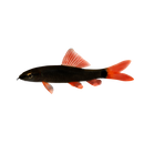 Rainbow Shark