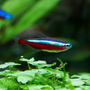 Cardinal Tetra