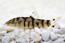 Yoyo Loach