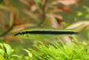 Siamese Algae Eater