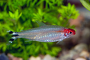 Rummy-Nose Tetra