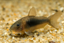Aeneus Corydoras (Bronze Cory)