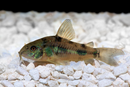 Paleatus Corydoras (Peppered Cory)