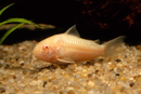 Aeneus Corydoras (Albino)